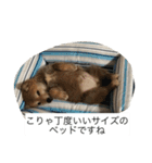 豆柴のシュールで日常使えるスタンプ（個別スタンプ：3）
