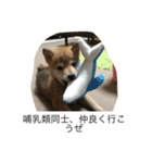 豆柴のシュールで日常使えるスタンプ（個別スタンプ：4）