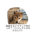 豆柴のシュールで日常使えるスタンプ（個別スタンプ：5）
