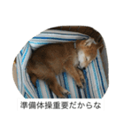 豆柴のシュールで日常使えるスタンプ（個別スタンプ：6）