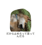 豆柴のシュールで日常使えるスタンプ（個別スタンプ：7）