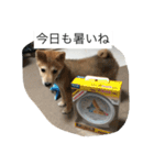 豆柴のシュールで日常使えるスタンプ（個別スタンプ：8）