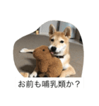 豆柴のシュールで日常使えるスタンプ（個別スタンプ：9）