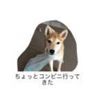 豆柴のシュールで日常使えるスタンプ（個別スタンプ：10）