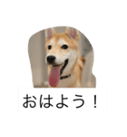 豆柴のシュールで日常使えるスタンプ（個別スタンプ：11）
