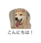 豆柴のシュールで日常使えるスタンプ（個別スタンプ：12）