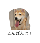 豆柴のシュールで日常使えるスタンプ（個別スタンプ：13）