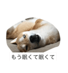 豆柴のシュールで日常使えるスタンプ（個別スタンプ：15）