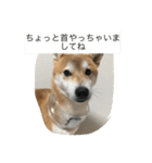 豆柴のシュールで日常使えるスタンプ（個別スタンプ：17）