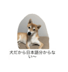 豆柴のシュールで日常使えるスタンプ（個別スタンプ：18）