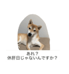 豆柴のシュールで日常使えるスタンプ（個別スタンプ：19）