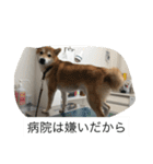 豆柴のシュールで日常使えるスタンプ（個別スタンプ：21）