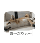 豆柴のシュールで日常使えるスタンプ（個別スタンプ：22）