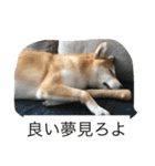 豆柴のシュールで日常使えるスタンプ（個別スタンプ：24）