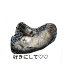 小太浪（個別スタンプ：2）