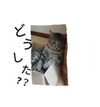 小太浪（個別スタンプ：7）