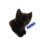 黒猫モナちゃん（個別スタンプ：1）