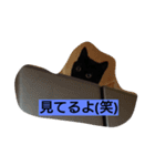 黒猫モナちゃん（個別スタンプ：6）