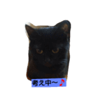 黒猫モナちゃん（個別スタンプ：11）