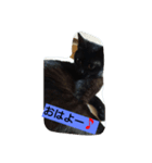黒猫モナちゃん（個別スタンプ：12）
