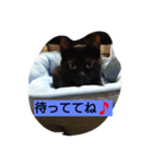 黒猫モナちゃん（個別スタンプ：13）