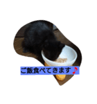 黒猫モナちゃん（個別スタンプ：14）