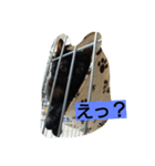 黒猫モナちゃん（個別スタンプ：16）