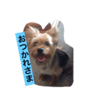 ししまるの生活3（個別スタンプ：5）
