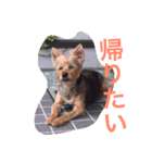 ししまるの生活3（個別スタンプ：6）