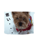 ししまるの生活3（個別スタンプ：8）