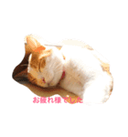 アレンのつぶやき（個別スタンプ：7）