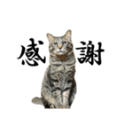 盆子原家の猫たち（個別スタンプ：1）