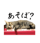 盆子原家の猫たち（個別スタンプ：2）