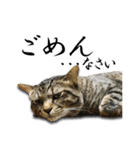 盆子原家の猫たち（個別スタンプ：4）