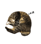 盆子原家の猫たち（個別スタンプ：6）