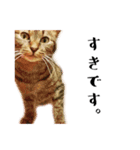盆子原家の猫たち（個別スタンプ：7）