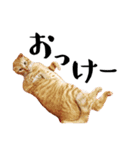 盆子原家の猫たち（個別スタンプ：8）