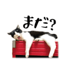 盆子原家の猫たち（個別スタンプ：12）