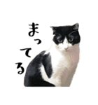 盆子原家の猫たち（個別スタンプ：13）