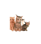 盆子原家の猫たち（個別スタンプ：15）