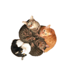 盆子原家の猫たち（個別スタンプ：16）