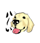愛犬ゴールデンとダックス（個別スタンプ：3）