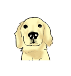 愛犬ゴールデンとダックス（個別スタンプ：4）