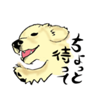 愛犬ゴールデンとダックス（個別スタンプ：5）
