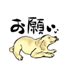 愛犬ゴールデンとダックス（個別スタンプ：7）