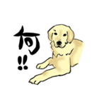 愛犬ゴールデンとダックス（個別スタンプ：8）