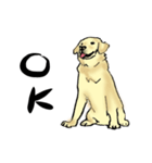 愛犬ゴールデンとダックス（個別スタンプ：9）