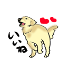 愛犬ゴールデンとダックス（個別スタンプ：10）