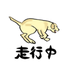 愛犬ゴールデンとダックス（個別スタンプ：12）