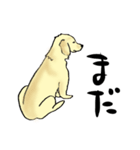 愛犬ゴールデンとダックス（個別スタンプ：13）